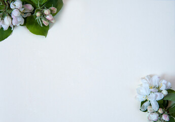 Flower arrangement. A frame of spring branches of a blooming apple tree with green leaves, white-pink buds and flowers on a white background. Top view. Free space.