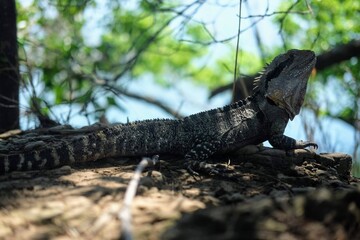 オーストラリアに生息している野生のトカゲ
