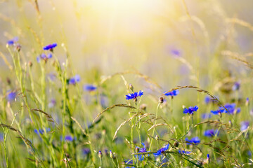 Beautiful blue Cornflower Centaurea cyanus. Beautiful flowers with blue bloom in summer meadow, Summer agriculture concept and landscape with blue sky.