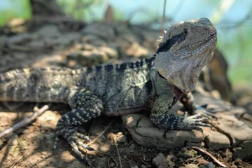 オーストラリアに生息している野生のトカゲ