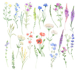 Wildflowers watercolor illustration meadow