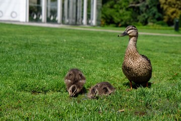 自然、野生動物、緑、鳥、草、動物、野生、茶色、美しい、屋外、くちばし、公園、羽、背景、春、羽、若い、アヒル、頭、自然、ウォーキング、かわいい、黒、カモ、ガチョウ、野生生物、マガモ、赤ちゃん、水鳥、オーストラリア、シドニー、鳥類、野鳥、風景、生物、オセアニア、子供、鴨、海外、哺乳類、陸の哺乳類、陸上動物、散歩、あひる、雑草、家禽、羽根、真鴨、嘴