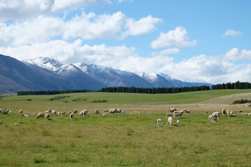 Fototapeta na wymiar ニュージーランドの田舎にあるの羊のための牧草地帯