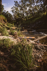 stream in the forest