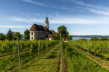 Blick über Weinreben zur Wallfahrtskirche Birnau, Uhldingen-Mühlhofen, Baden-Württemberg,...