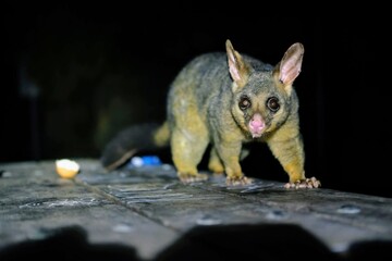 オーストラリアの害獣ポッサムが夜間活動中にこちらを見てる