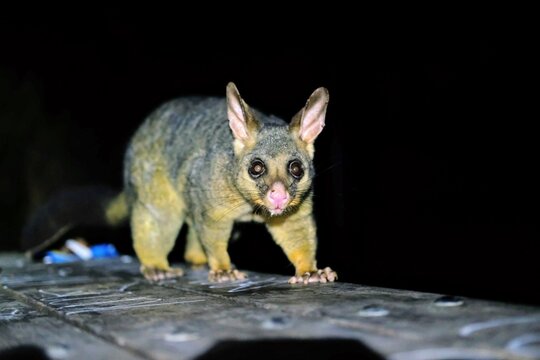 オーストラリアの害獣ポッサムが夜間活動中にこちらを見てる