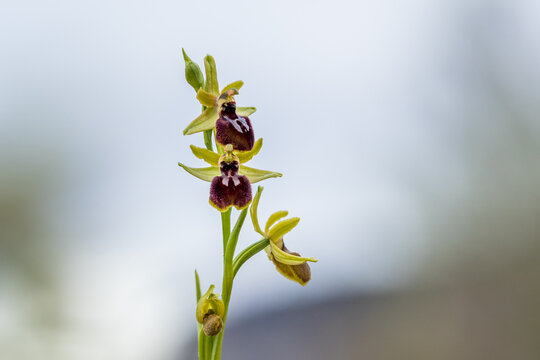 Ophrys spiderwort on the banks of the Rh&ocirc;ne