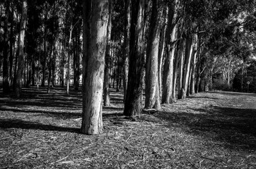 Trees in the park