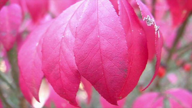 Close-up of the bright red leaves of a "burning bush" (Euonymus alatus) in autumn.