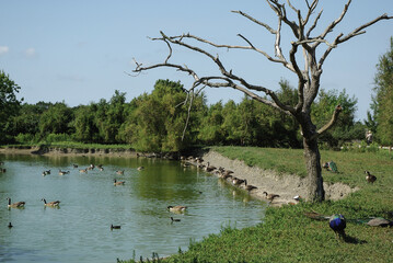 Oiseaux sur les bords d'un étang près d'un arbre