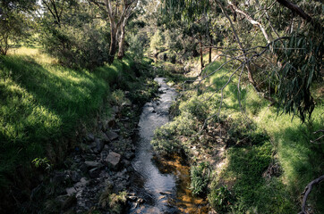 Fototapeta na wymiar Creek in the forest