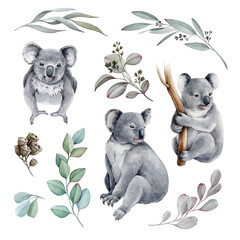 Koala bear watercolor set illustration. Australia symbol. Cute koala bear and eucalyptus branch collection. Native australian animal bear. Grey wild australia endemic furry animal. On white background © anitapol