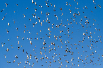 Flock of pigeons.