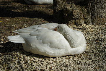 Oiseau blanc au repos