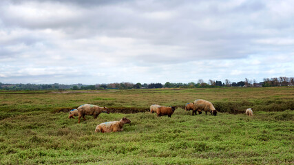 Herd of sheep in the Cotentin saltbush. Sienne river valley