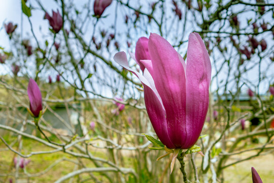 1 911 Best 木蓮 Images Stock Photos Vectors Adobe Stock