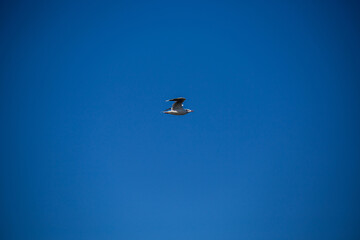 White Beard Tern Flight/Bird flying in the sky/Blue Sky Background