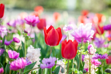 Fototapeta premium チューリップとアネモネの花壇