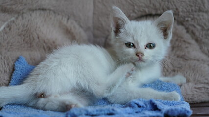 One little cute white cat playing in the room