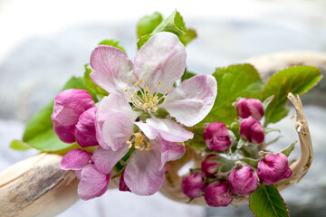 Close up of apple blossom