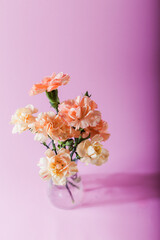 Orange carnation in glass vase on pink background. Pastel colors. Floral background.
