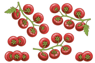 A set of tomatoes drawn by hand in the style of an engraving or pencil drawing in color. Branches tomato with clusters tomato and leaves