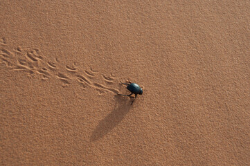 Escarabajo caminando por la arena del desierto del Sahara en Marruecos