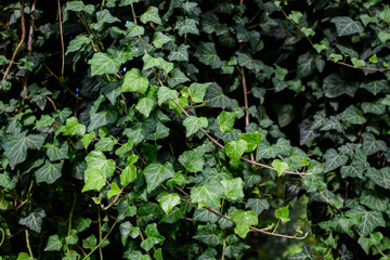 Background with many green leaves of Hedera helix, the common ivy, English or European ivy plant in an autumn garden, beautiful outdoor monochrome background.