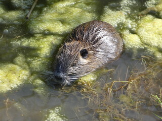 Ratte Wasser Natur 