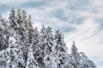 forêt en hiver avec la neige