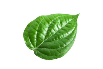 Green betel leaves isolated on white background,clipping path