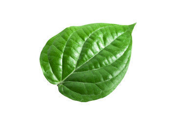 Fototapeta premium Green betel leaves isolated on white background,clipping path