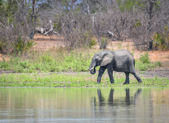 Fototapeta premium A young elephant drinking from the river Rufiji, Selous National Park, Tanzania