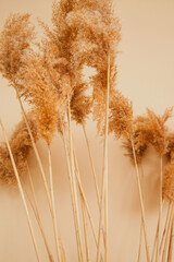 Reeds on a beige background.Fluffy pompas grass. Background of reed panicles.