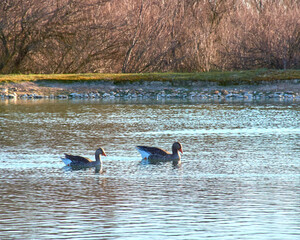 Ducks, geese swimming in a lagoon