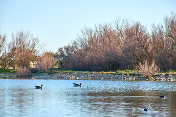 Naklejka na ściany i meble Ducks, geese swimming in a lagoon