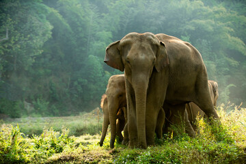 Elephant family walking through the meadow