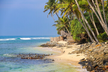 Sri Lanka Beach with coconut trees