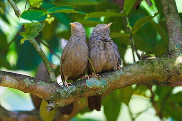 yellow billed babblers playing on tree branch