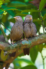 yellow billed babbler