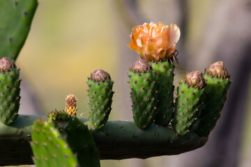 cactus in the garden