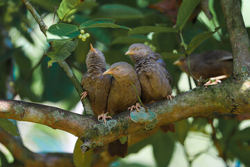 yellow billed babblers playing on tree branch