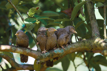 yellow billed babblers playing on tree branch