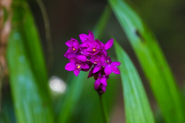 Purple flowers in the garden