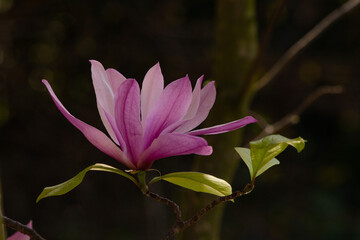 pink magnolia flower