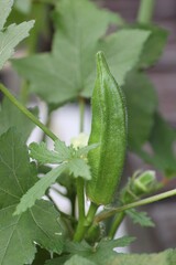 栽培中のオクラ