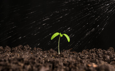 small tomato plant topping with water