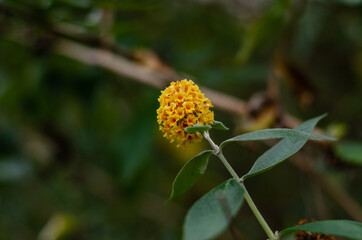 Lantana camara flower