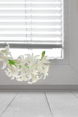 Blooming white hyacinth against background of window with shutters. Delicate spring flowers on window. Houseplant care. White flowers on windowsill against background of closed blinds